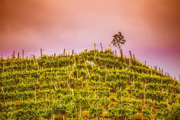 意大利 Valdobbiadene Prosecco 起泡酒产区葡萄园的日出 — 图库照片
