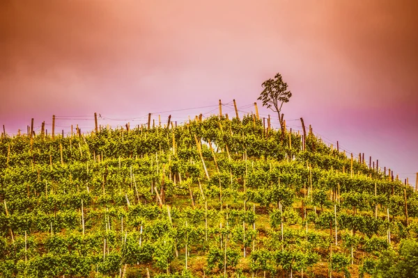 Sunrise üzüm bağları Prosecco köpüklü şarap bölgesinde Valdobbiadene, İtalya