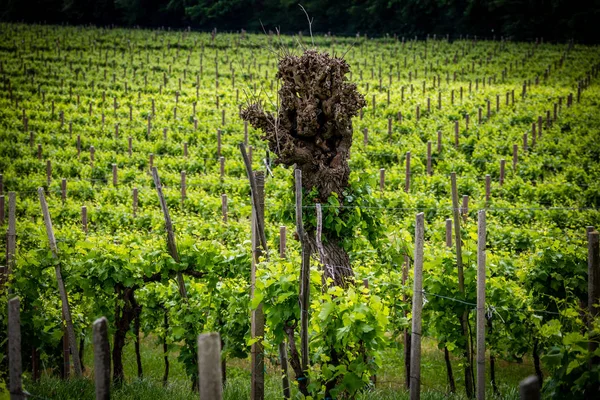 Vineyards in the Prosecco sparkling wine region, Valdobbiadene, Italy