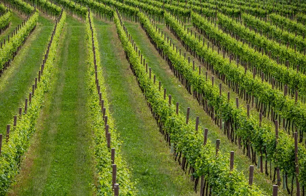 Vineyards in the Prosecco sparkling wine region, Valdobbiadene, Italy