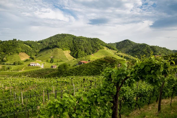 Güzel manzara Valdobbiadene kasaba çevresinde üzüm bağları dolu. Üzüm bağları Prosecco köpüklü şarap bölgesinde Valdobbiadene, İtalya