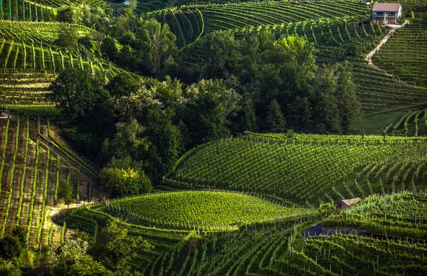 Güzel manzara dolu üzüm bağları çevresinde kasaba Valdobbiadene, üzüm bağları Prosecco köpüklü şarap bölgesinde Valdobbiadene, İtalya