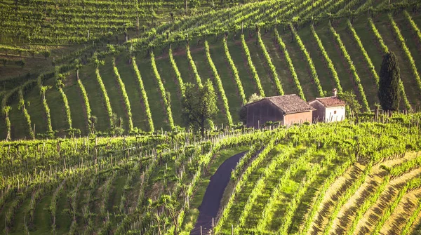 The picturesque landscape full of vineyards around the town of Valdobbiadene. Vineyards in the Prosecco sparkling wine region, Valdobbiadene, Italy