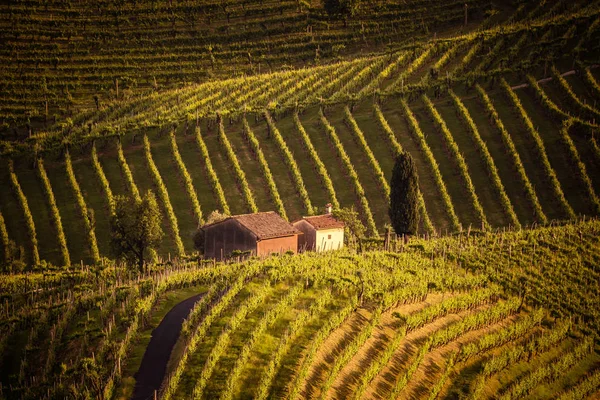 The picturesque landscape full of vineyards around the town of Valdobbiadene. Sunset on Vineyards in the Prosecco sparkling wine region, Valdobbiadene, Italy