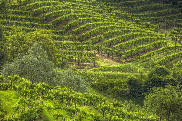 Üzüm bağları Prosecco köpüklü şarap bölgesinde Valdobbiadene, İtalya