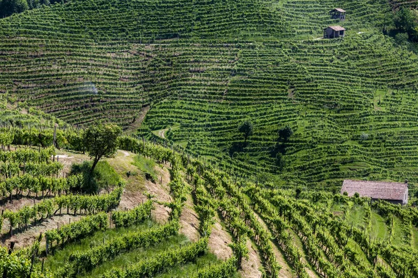 Vineyards Prosecco Sparkling Wine Region Valdobbiadene Italy — Stock Photo, Image