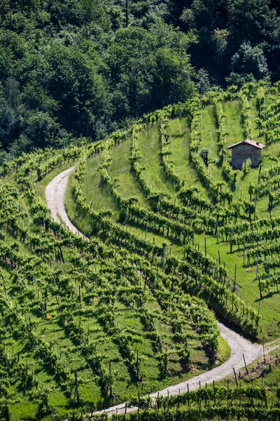 Vignobles Dans Région Des Vins Mousseux Prosecco Valdobbiadene Italie — Photo