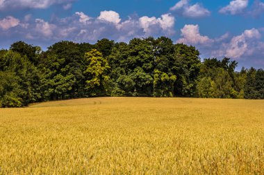 Olgun buğday hasat, merkezi Bohemia önce altın parlak renk