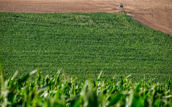 Agrarische Landschap Zomerdag Voor Zonsondergang Het Geoogste Veld Definieert Scherp — Stockfoto