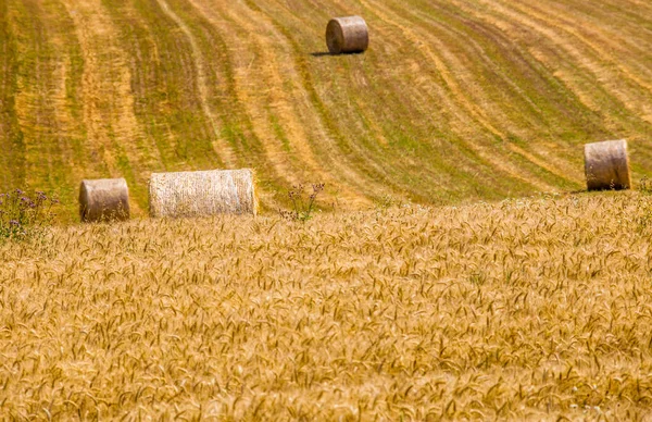 Pole Žních Balíky Slámy Středních Čechách — Stock fotografie