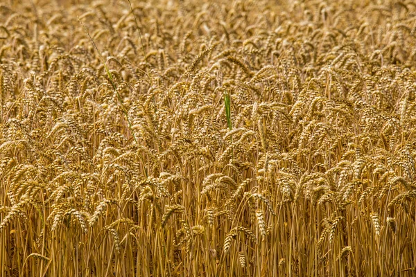 Gouden Glanzende Kleur Van Rijpe Tarwe Vóór Oogst — Stockfoto