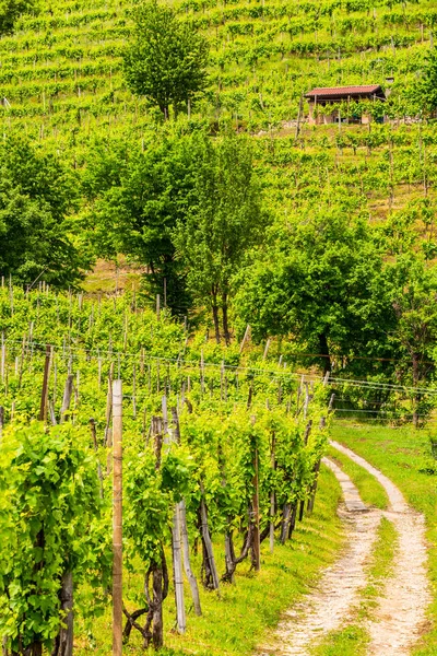 Pittoreska Kullarna Med Vingårdar Regionen Prosecco Mousserande Vin Valdobbiadene Italien — Stockfoto