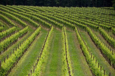 Valdobbiadene - İtalya Prosecco köpüklü şarap bölgesi üzüm bağları ile pitoresk tepeler.