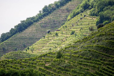 Valdobbiadene - İtalya Prosecco köpüklü şarap bölgesi üzüm bağları ile pitoresk tepeler.
