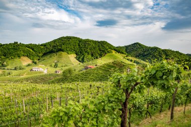 Valdobbiadene - İtalya Prosecco köpüklü şarap bölgesi üzüm bağları ile pitoresk tepeler.