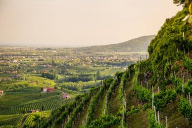 Valdobbiadene - İtalya Prosecco köpüklü şarap bölgesi üzüm bağları ile pitoresk tepeler.
