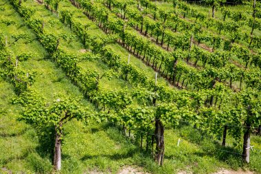 Valdobbiadene - İtalya Prosecco köpüklü şarap bölgesi üzüm bağları ile pitoresk tepeler.