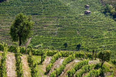 Valdobbiadene - İtalya Prosecco köpüklü şarap bölgesi üzüm bağları ile pitoresk tepeler.