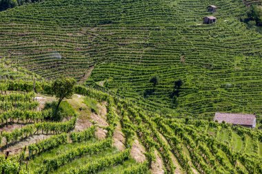 Valdobbiadene - İtalya Prosecco köpüklü şarap bölgesi üzüm bağları ile pitoresk tepeler.