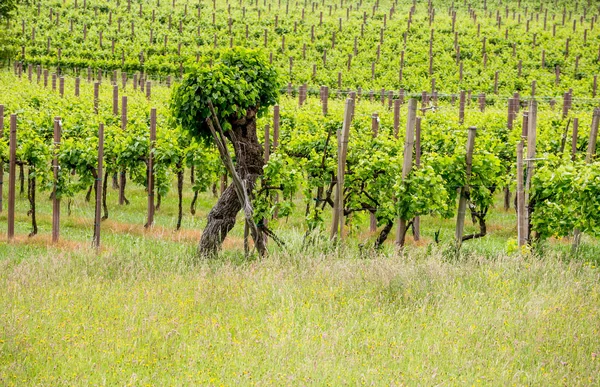 Pittoreska Kullarna Med Vingårdar Regionen Prosecco Mousserande Vin Valdobbiadene Italien — Stockfoto