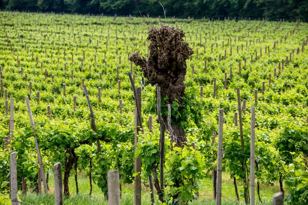 Colinas Pitorescas Com Vinhas Região Vinícola Espumante Prosecco Valdobbiadene Itália — Fotografia de Stock