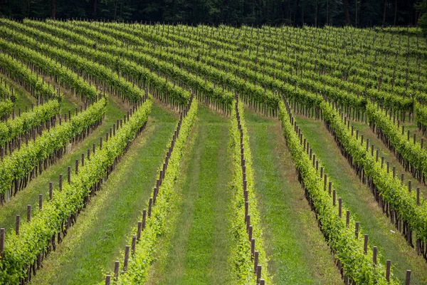 Schilderachtige Heuvels Met Wijngaarden Van Prosecco Mousserende Wijn Regio Valdobbiadene — Stockfoto