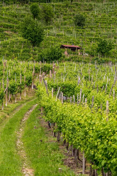 Pittoreska Kullarna Med Vingårdar Regionen Prosecco Mousserande Vin Valdobbiadene Italien — Stockfoto