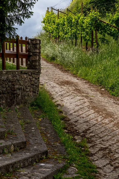 Pittoreska Kullarna Med Vingårdar Regionen Prosecco Mousserande Vin Valdobbiadene Italien — Stockfoto