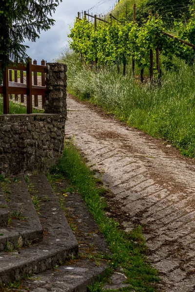 Valdobbiadene - İtalya Prosecco köpüklü şarap bölgesi üzüm bağları ile pitoresk tepeler.