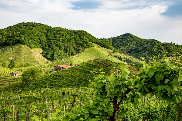 Colinas Pitorescas Com Vinhas Região Vinícola Espumante Prosecco Valdobbiadene Itália — Fotografia de Stock