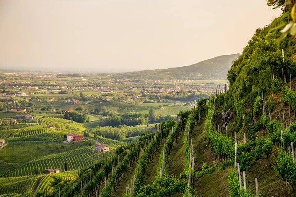 Valdobbiadene - İtalya Prosecco köpüklü şarap bölgesi üzüm bağları ile pitoresk tepeler.