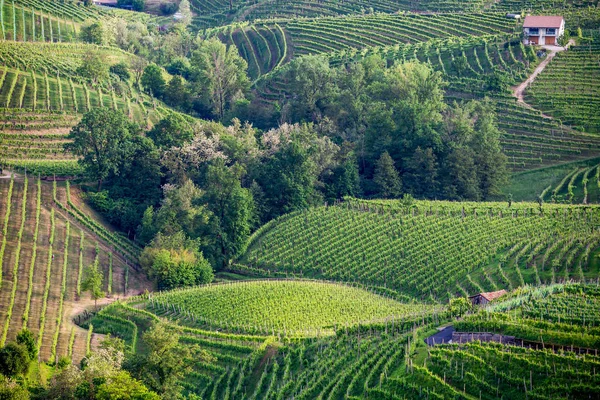Valdobbiadene - İtalya Prosecco köpüklü şarap bölgesi üzüm bağları ile pitoresk tepeler.