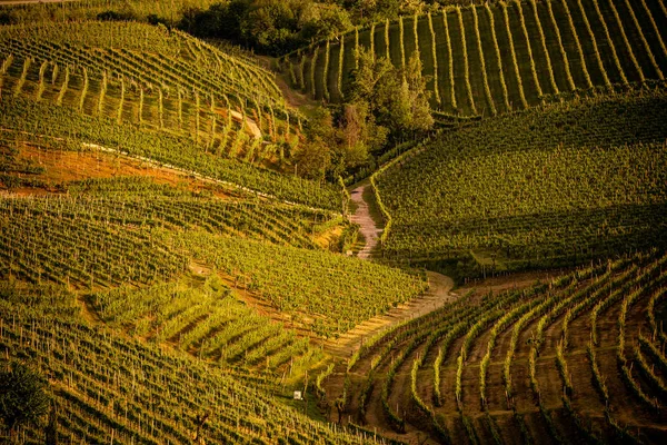 Picturesque Hills Vineyards Prosecco Sparkling Wine Region Valdobbiadene Italy — Stock Photo, Image