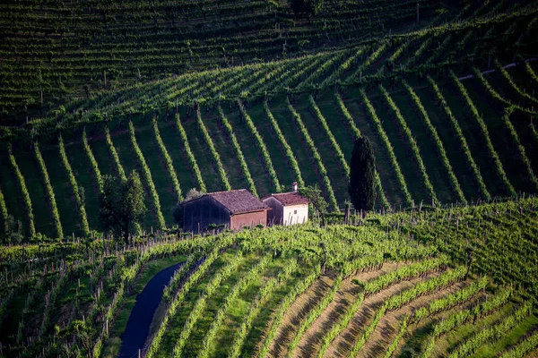 Malownicze Wzgórza Winnicami Regionu Wina Musującego Prosecco Mieście Valdobbiadene Włochy — Zdjęcie stockowe