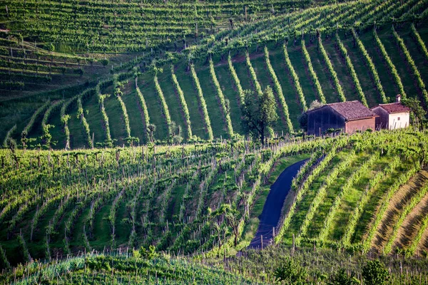 Valdobbiadene - İtalya Prosecco köpüklü şarap bölgesi üzüm bağları ile pitoresk tepeler.
