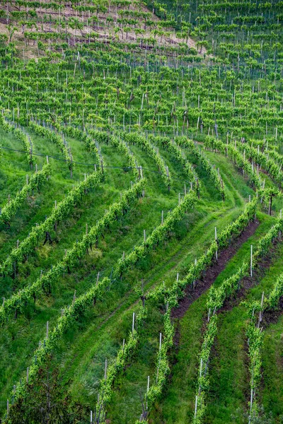 Pittoreska Kullarna Med Vingårdar Regionen Prosecco Mousserande Vin Valdobbiadene Italien — Stockfoto