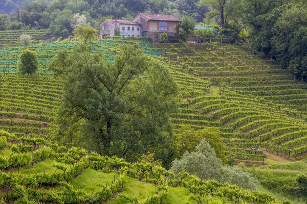 Colinas Pitorescas Com Vinhas Região Vinícola Espumante Prosecco Valdobbiadene Itália — Fotografia de Stock