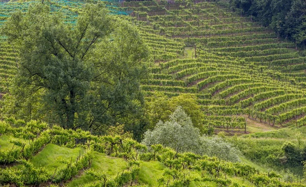 Pintorescas Colinas Con Viñedos Región Vinícola Espumosa Prosecco Valdobbiadene Italia —  Fotos de Stock