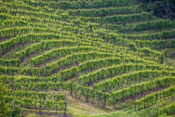 Colinas Pitorescas Com Vinhas Região Vinícola Espumante Prosecco Valdobbiadene Itália — Fotografia de Stock