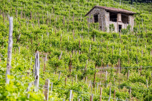 Valdobbiadene - İtalya Prosecco köpüklü şarap bölgesi üzüm bağları ile pitoresk tepeler.