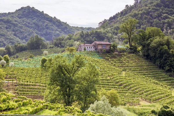 Valdobbiadene - İtalya Prosecco köpüklü şarap bölgesi üzüm bağları ile pitoresk tepeler.