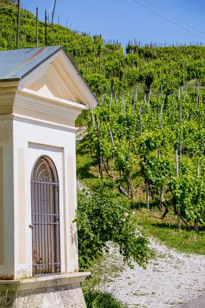 Picturesque Hills Med Vingårder Prosecco Musserende Vinregion Valdobbiadene Italia – stockfoto