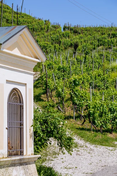 Malerische Hügel Mit Weinbergen Der Prosecco Schaumweinregion Valdobbiadene Italien — Stockfoto