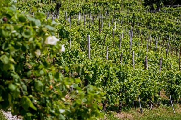 Valdobbiadene - İtalya Prosecco köpüklü şarap bölgesi üzüm bağları ile pitoresk tepeler.