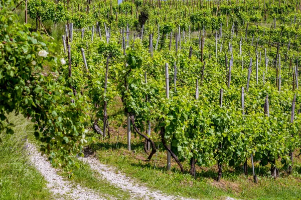 Colinas Pitorescas Com Vinhas Região Vinícola Espumante Prosecco Valdobbiadene Itália — Fotografia de Stock