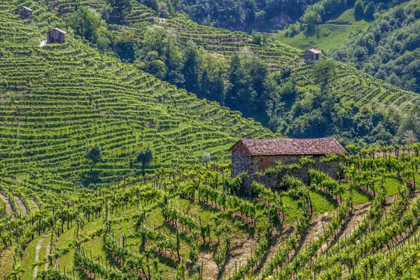 Colinas Pitorescas Com Vinhas Região Vinícola Espumante Prosecco Valdobbiadene Itália — Fotografia de Stock