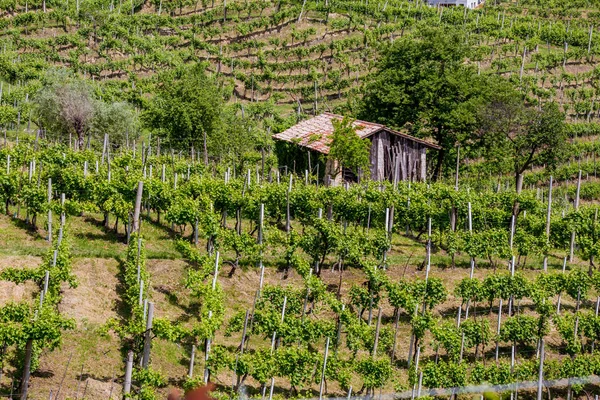 Collines Pittoresques Avec Vignobles Région Viticole Mousseuse Prosecco Valdobbiadene Italie — Photo