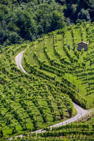 风景如画的丘陵与葡萄园的普罗塞克波光粼粼的葡萄酒地区在科内利亚诺瓦尔多比亚德尼 意大利 — 图库照片