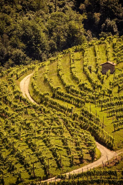 Malownicze Wzgórza Winnicami Regionu Wina Musującego Prosecco Mieście Valdobbiadene Włochy — Zdjęcie stockowe