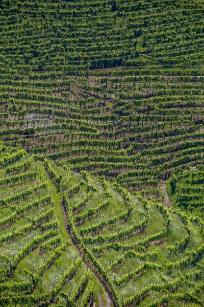 ヴァルドッビアデーネ イタリアのプロセッコ スパーク リング ワイン地域のブドウ園の美しい丘 — ストック写真